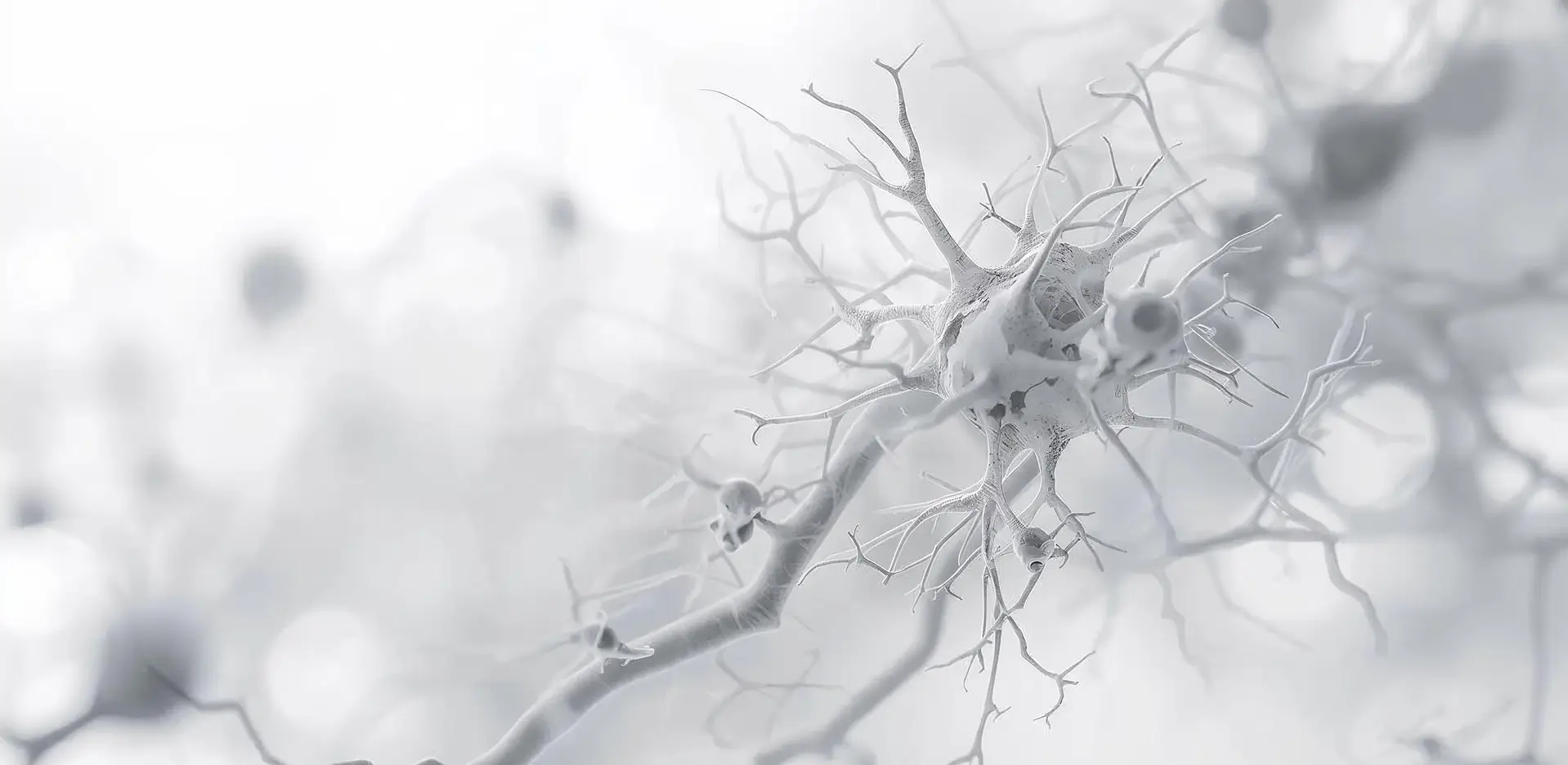 Consulta CBL: Servicio insignia